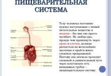 Photo of — Здоровье пищеварительной системы: основные принципы