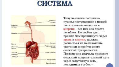 Photo of — Здоровье пищеварительной системы: основные принципы