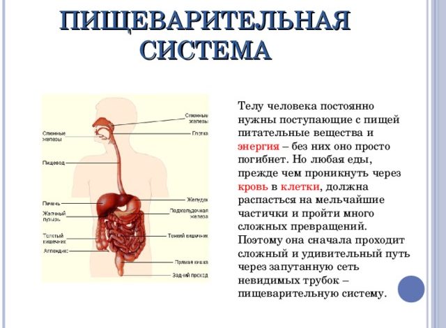 Photo of — Здоровье пищеварительной системы: основные принципы
